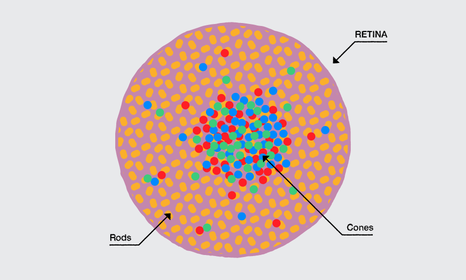 eye_cells