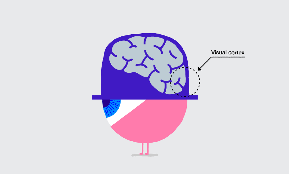 Visual_Cortex