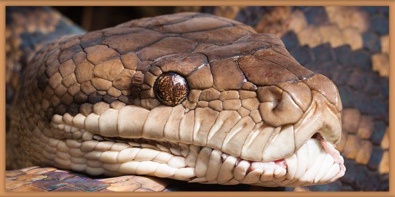 powershell-to-python.jpg