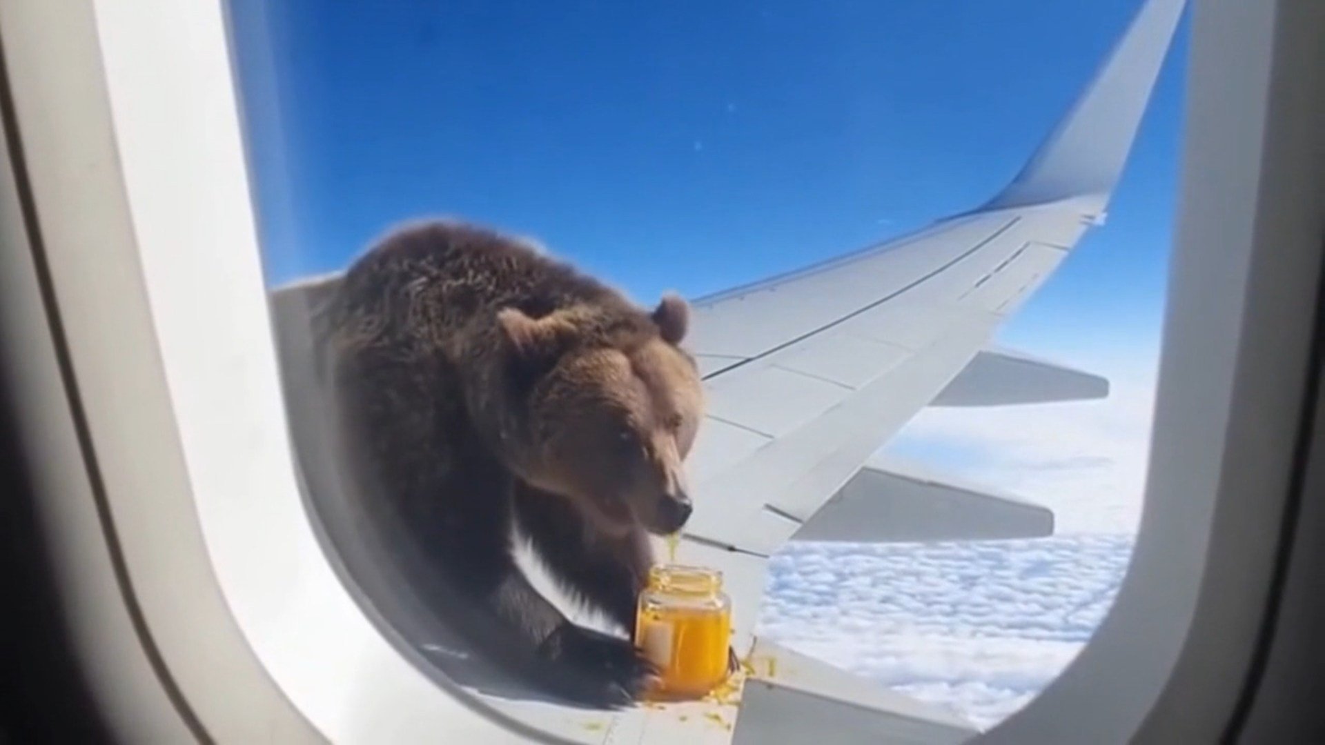 video-frame-generated-with-the-sora-2-model-showing-a-person-recording-a-bear-on-the-wing-of-an-airplane-while-it-eats-honey.jpg